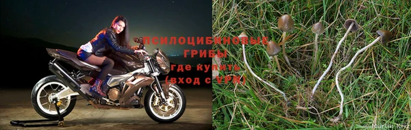 стаф Приозерск