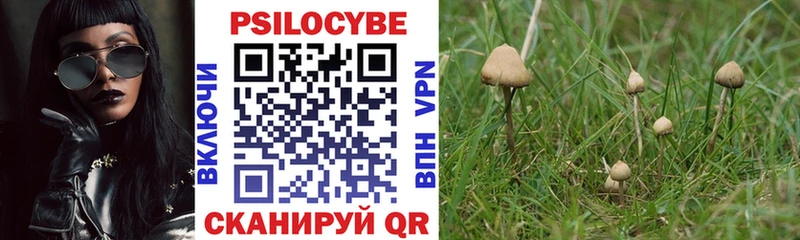 Купить где  Торопец  Псилоцибиновые грибы Cubensis 